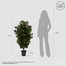 EDG Enzo De Gasperi | Agrifoglio Bacche con Vaso Anti-UV - H. 129 cm