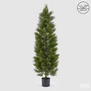EDG Enzo De Gasperi | Cipresso con Vaso Anti-UV - H. 180 cm