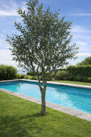 EDG Enzo de Gasperi | Pianta artificiale Olivo Vogue H 250 cm.