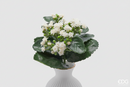 EDG Enzo De Gasperi Cespuglio di Kalancoe Succulent con Foglie H 23 Ø 19 cm