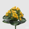 EDG Enzo De Gasperi Cespuglio di Kalancoe Succulent con Foglie H 23 Ø 19 cm