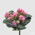 EDG Enzo De Gasperi Cespuglio di Kalancoe Succulent con Foglie H 23 Ø 19 cm