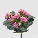 EDG Enzo De Gasperi Cespuglio di Kalancoe Succulent con Foglie H 23 Ø 19 cm