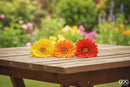 EDG Enzo De Gasperi | Ramo Gerbera Artificiale H 60 cm – 6 Colori