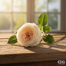 EDG Enzo De Gasperi | Rosa Elide Ramo Con Foglie