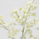 EDG Enzo De Gasperi Prunus Con Ramo H 95 cm