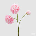 EDG Enzo De Gasperi | Peonia Ramo  3 boccioli