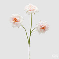 EDG Enzo De Gasperi | Rosa Ramo x3