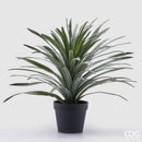EDG Enzo De Gasperi | Bromelia Con Vaso
