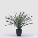 EDG Enzo De Gasperi | Bromelia Con Vaso