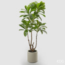 EDG Enzo De Gasperi Camelia Carinata Con Vaso 3 rami