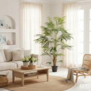 EDG Enzo De Gasperi | Palma Areca Chic