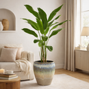 EDG Enzo De Gasperi | Strelitzia Chic Con Vaso