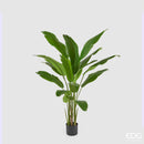 EDG Enzo De Gasperi | Strelitzia Chic Con Vaso