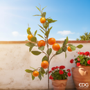 EDG Enzo De Gasperi Arancio con Ramo e Foglie H 95 cm