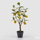 EDG Enzo De Gasperi | Limone Con Foglie Con Vaso