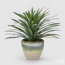 EDG Enzo De Gasperi | Bromelia Con Vaso