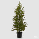 EDG Enzo De Gasperi | Albero di Natale con vaso PinoThuja