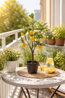 EDG Enzo De Gasperi | Limone Con Foglie Con Vaso