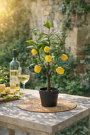 EDG Enzo De Gasperi | Limone Con Foglie Con Vaso