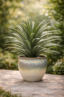 EDG Enzo De Gasperi | Bromelia Con Vaso
