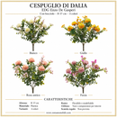EDG Enzo De Gasperi Cespuglio di Dalia con bocciolo H 37 cm - 4 Colori
