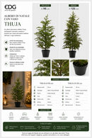 EDG Enzo De Gasperi | Albero di Natale con vaso PinoThuja