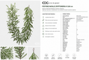 EDG Enzo De Gasperi | Festone Natale Cryptomeria H 260 cm.