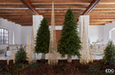 EDG Enzo De Gasperi | Albero di Natale Pino Luxury con 5000 Led H 240 cm