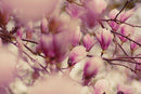 Diffusore Ambiente Magnolia Orchidea Dr. Vranjes Firenze