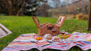 Cestino da picnic in vimini color miele per 2 persone WD Lifestyle