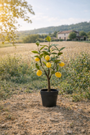 EDG Enzo De Gasperi | Limone Con Foglie Con Vaso