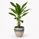 EDG Enzo De Gasperi | Strelitzia Chic Con Vaso