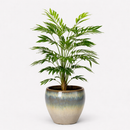 EDG Enzo De Gasperi | Palma Areca Chic