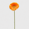 EDG Enzo De Gasperi | Ramo Gerbera Artificiale H 60 cm – 6 Colori
