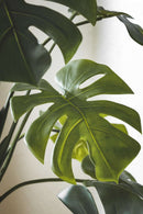 dettaglio delle foglie monstera