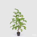dalbergia enzo de gasperi piccola