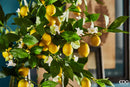 Fiore Artificiale Ramo Limone EDG Enzo De Gasperi