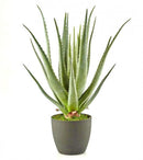 Pianta Artificiale Aloe Chic EDG Enzo De Gasperi