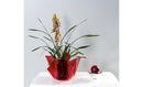 Drappeggio Vaso Rosso Trasparente Iplex